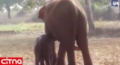 تلاش 11 ساعته فیل مادر برای نجات فرزندش (فیلم)