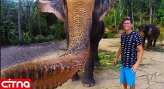 فیلی که از خود عکس سلفی گرفت! (+عکس)