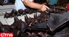  تصاویر رسانه‌های غربی از فروش خفاش، مربوط به چین نیست 