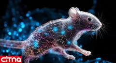 هوش مصنوعی با خواندن فعالیت مغزی موش مکان آن را پیدا می‌کند