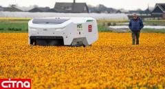 استفاده کشاورزان هلندی از ربات ۱۸۵ هزار یورویی هوش مصنوعی در پرورش لاله‌های سالم