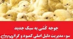سوء مدیریت در وزارت جهاد کشاورزی دلیل اصلی کمبود و گرانی مرغ است