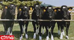 افزایش شیردهی گاوها با واقعیت مجازی