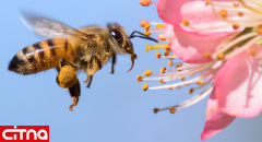 ارتباط باکتری روده و حافظه زنبور