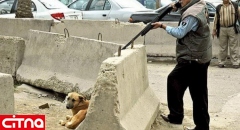 کشتار سگ‌ها با آمپول اسید با توییت عضو شورای شهر تهران تایید شد