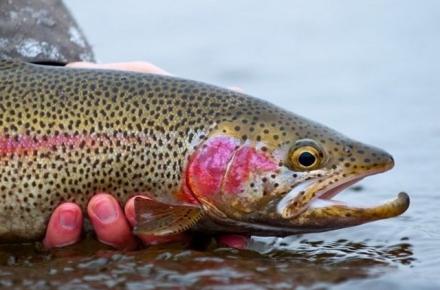 ماهی سالمون