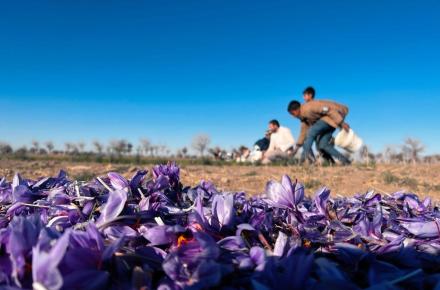 صادرات زعفران