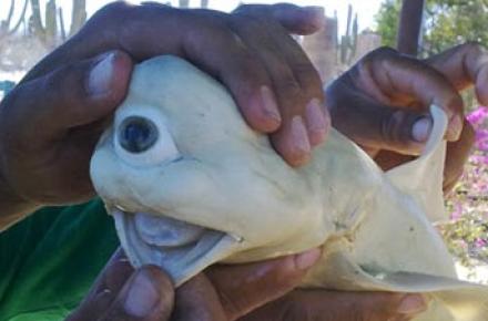 کوسه‌ی یک چشم  