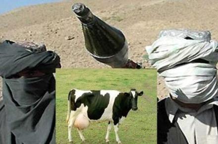 "تجاوز جنسی" دو عضو گروه طالبان افغانستان به یک گاو! 