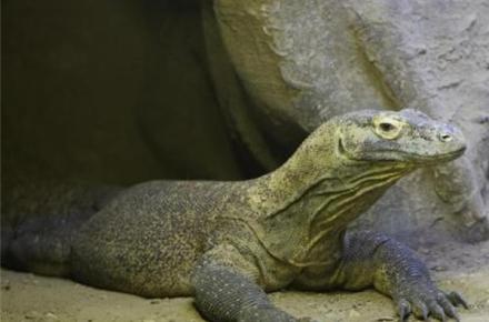 اژدهای کومودو سر از باغ وحش درآورد +تصویر