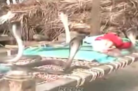 فیلمی عجیب در شبکه‎های اجتماعی؛ حمایت مارهای کبرا از نوزاد!