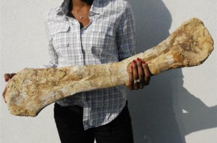 فروش آنلاین دایناسور +عکس