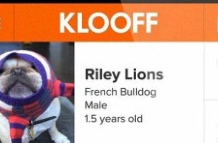 راه‎اندازی شبکه اجتماعی مخصوص حیوانات 