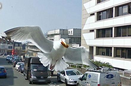 گوگل حیوانات‌ را غافلگیر می‌کند+ تصاویر