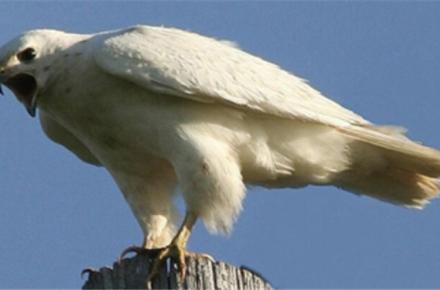 افشای اینترنتی "فروش عقاب ایرانی 2.2 میلیاردی در کویت"! +عکس