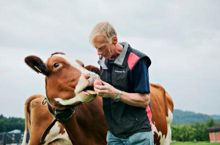 گاوها هم اس ام اس می فرستند! 