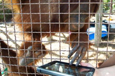 اورانگوتان‌ها در آمریکا از آی‌پد استفاده می‌کنند!