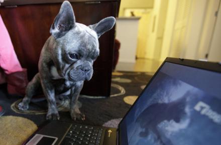 راه‏اندازی نخستین شبکه‏ی تلویزیونی ویژه‌ی سگ‌ها ! + عکس