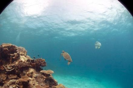 با Google Earth به عمق دریا سفر کنید