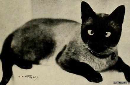 انتشار میلیون‌ها تصویر تاریخی رایگان در فلیکر