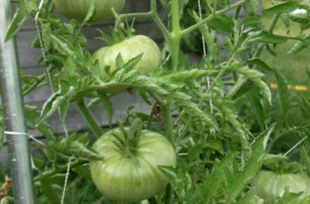 راه حل دانشمندان برای تقویت عضلات ضعیف