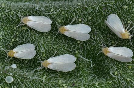 سفید بالک ها حشراتی خطرناک برای سلامتی شهروندان تهرانی