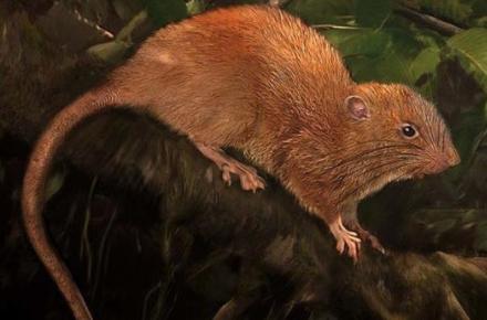 کشف موش درخت نشین در جزایر سلیمان