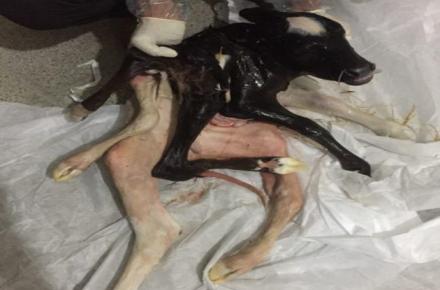 تولد گوساله ای با 4 دست و 3 پا