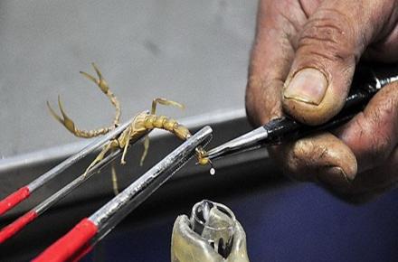 زهر این حیوان کرونا را درمان خواهد کرد