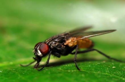 روش‌هایی کارآمد برای رهایی از مگس!