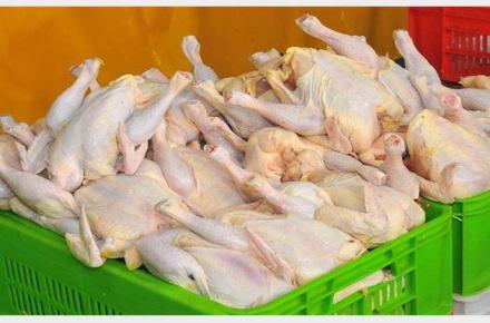 مرغ‌ های درشت نخرید!