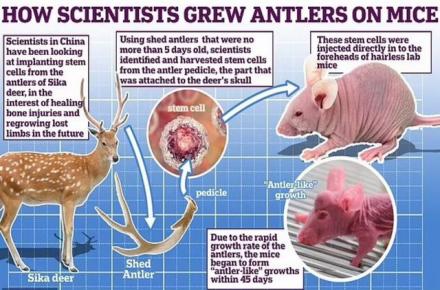 برنامه عجیب و غریب دانشمندان چینی برای رشد شاخ روی سر موش !
