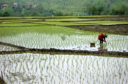مرگ دومین کشاورز مازندرانی بخاطر «تب شالیزار»