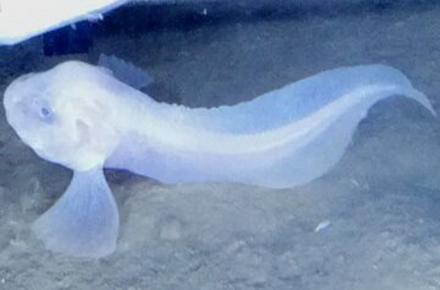 راز شگفت‌انگیز زنده ماندن در جایی که زیردریایی تایتان متلاشی شد!