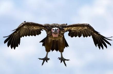 بزرگترین عقاب تاریخ پیدا شد