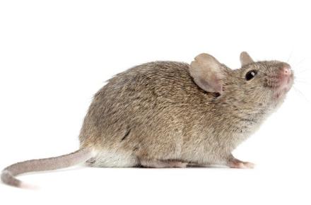 شهر موش‌ها/کاریکاتور