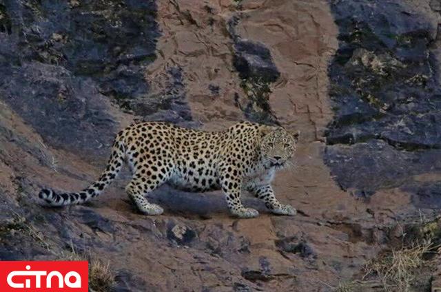 مشاهده هشت قلاده پلنگ در این استان