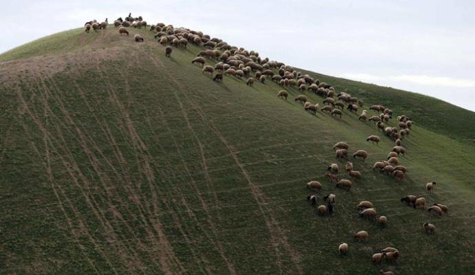 تصاویر دیدنی از دنیای حیوانات 2016