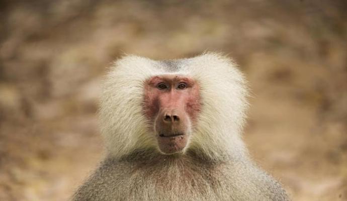 تصاویر دیدنی از دنیای حیوانات 2016