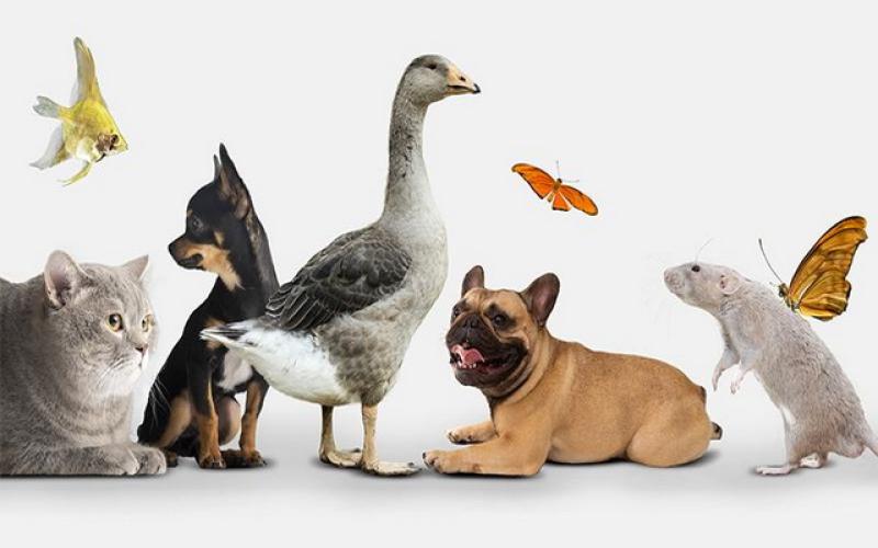 حیوانات خانگی