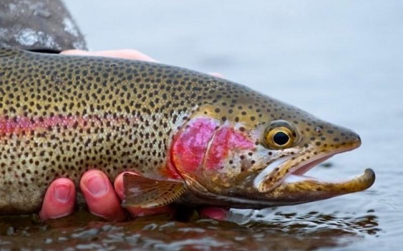 ماهی سالمون