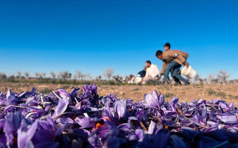 صادرات زعفران