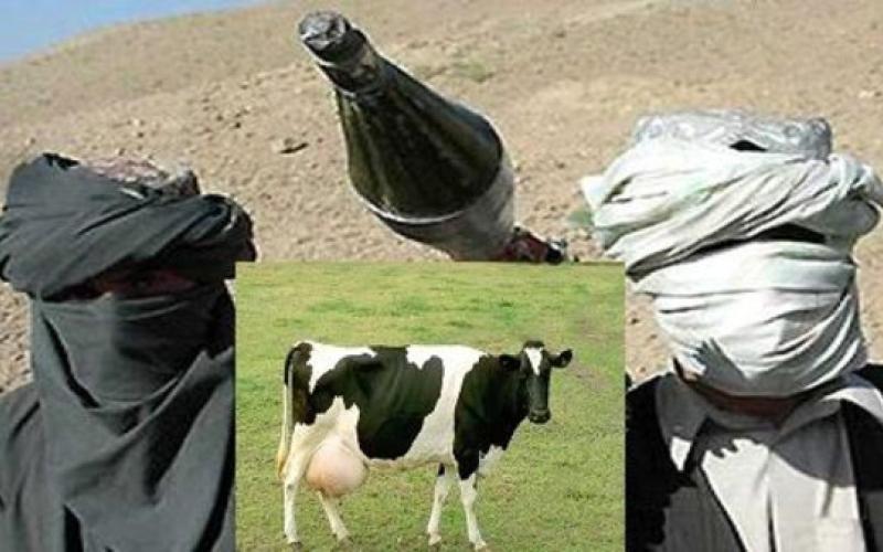 "تجاوز جنسی" دو عضو گروه طالبان افغانستان به یک گاو! 