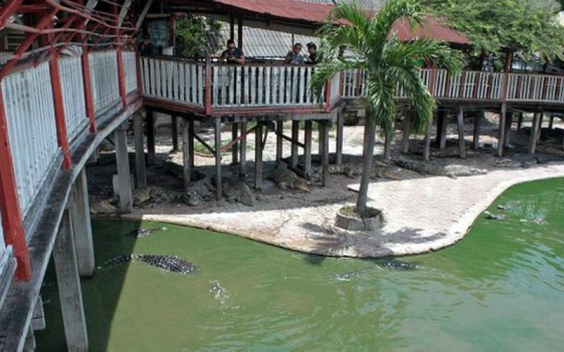 خودکشی زن تایلندی با پریدن میان تمساح‌ها +عکس