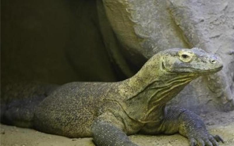اژدهای کومودو سر از باغ وحش درآورد +تصویر
