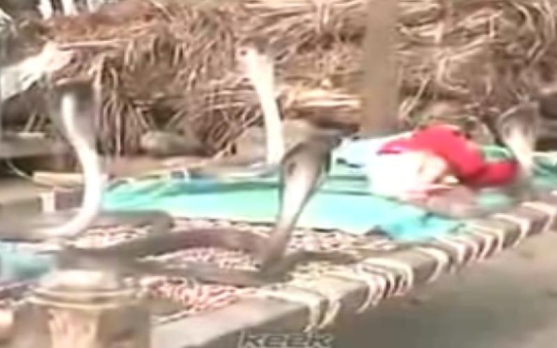 فیلمی عجیب در شبکه‎های اجتماعی؛ حمایت مارهای کبرا از نوزاد!