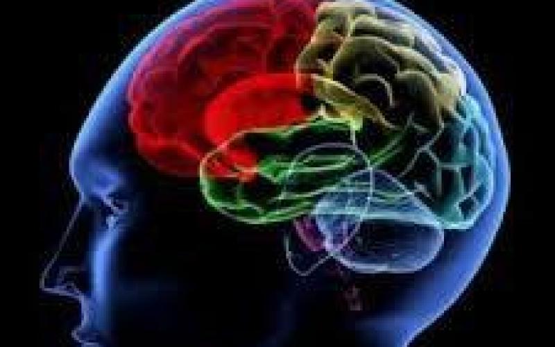 تماشای فیلم‌ مستهجن مغز را کوچک می‌کند