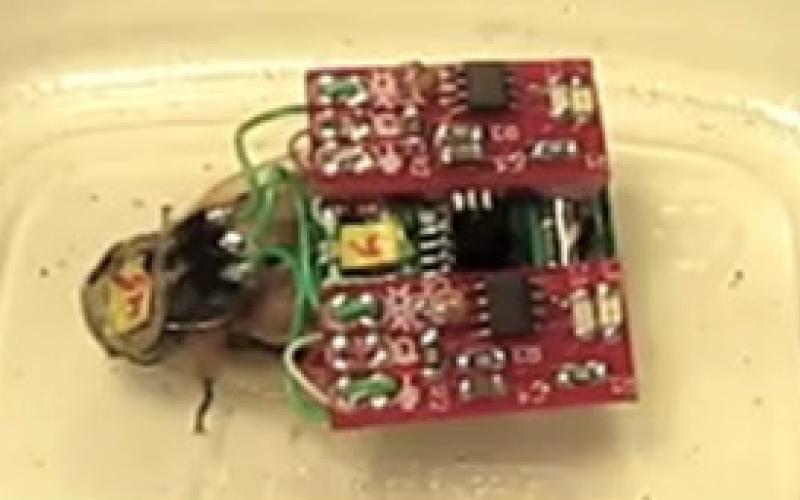 کنترل از راه دور سوسک با موبایل +عکس