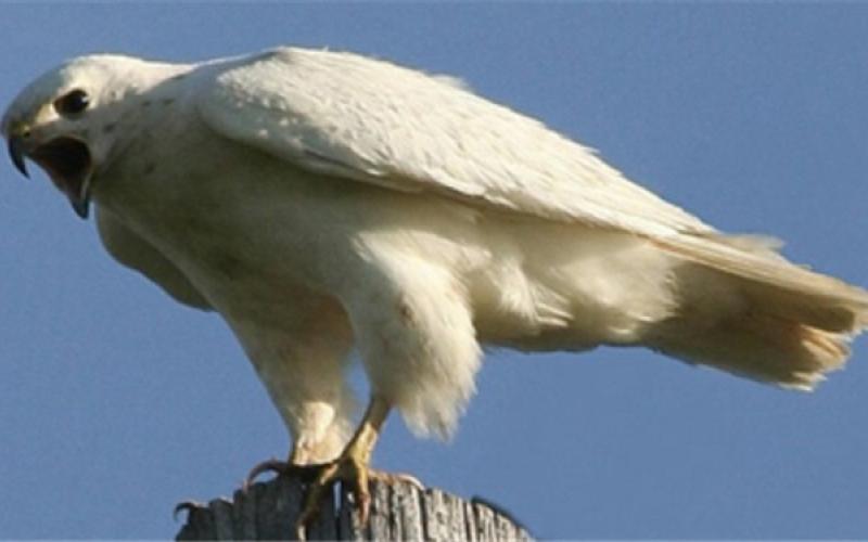 افشای اینترنتی "فروش عقاب ایرانی 2.2 میلیاردی در کویت"! +عکس