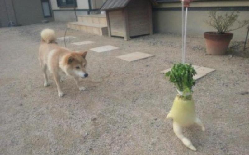 پربیننده ترین عکس اینترنتی در ژاپن! /عکس